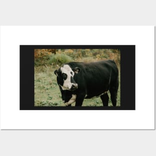 Black cow on the Blue Ridge Parkway Posters and Art